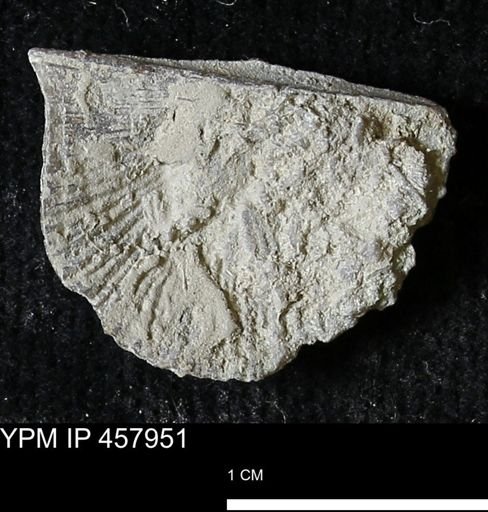 Strophodonta sp.