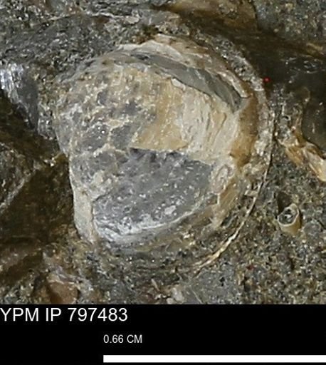 undet. Bivalvia