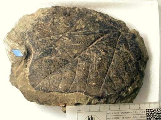 Angiospermopsida