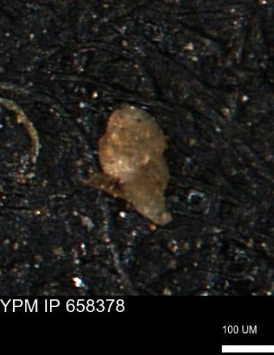 undet. Foraminiferida