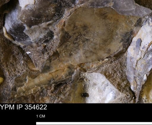 Pseudoptera subtortuosa