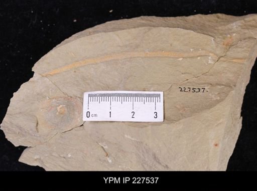 undet. Annelida