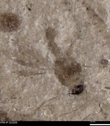 undet. Diptera