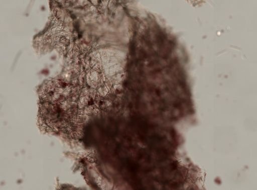 Lissodendoryx