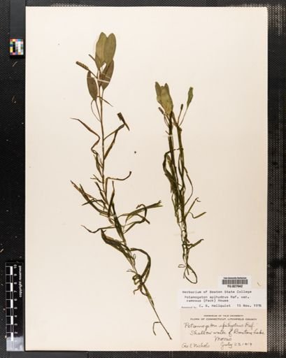 Potamogeton epihydrus