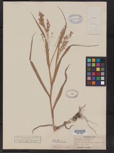 Panicum miliaceum
