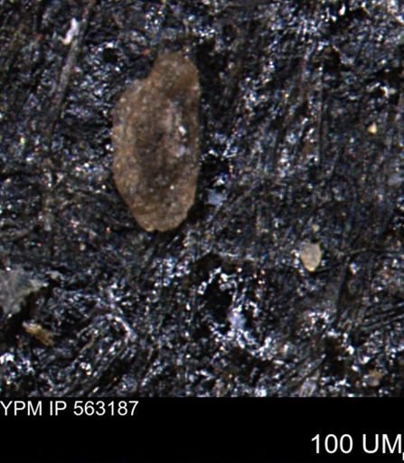 Miliammina manitobensis