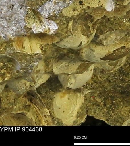undet. Bivalvia