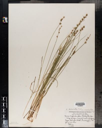 Carex cephalantha