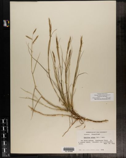 Plantae
