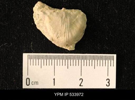 Rafinesquina minnesotensis