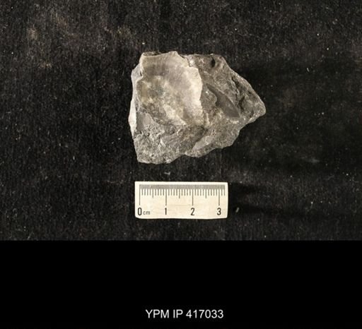 Strophomena sp.