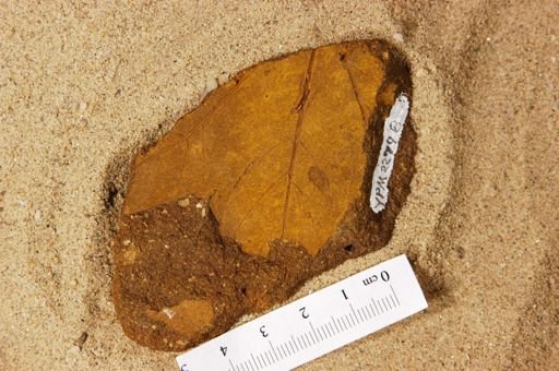 Platanus latiloba