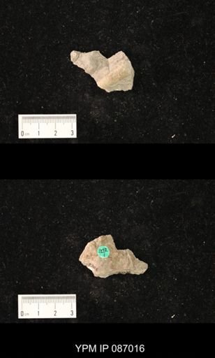 undet. Nautiloidea