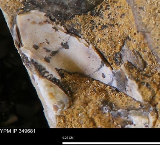 undet. Bivalvia