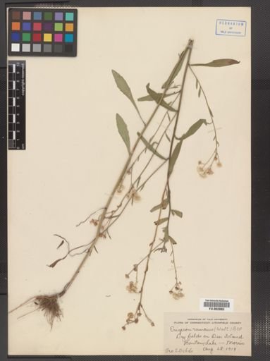 Erigeron strigosus