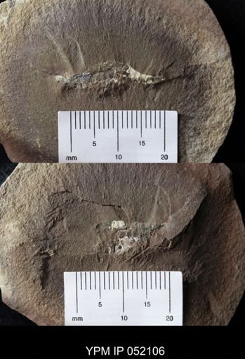 Palaeocaris typus