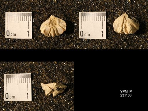 Wellerella osagensis