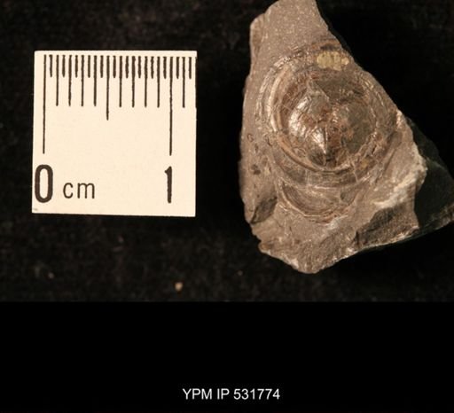 Orbiculoidea lodiensis media