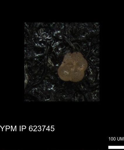 undet. Rugoglobigerinidae