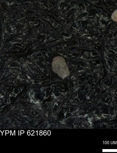 undet. Heterohelicidae