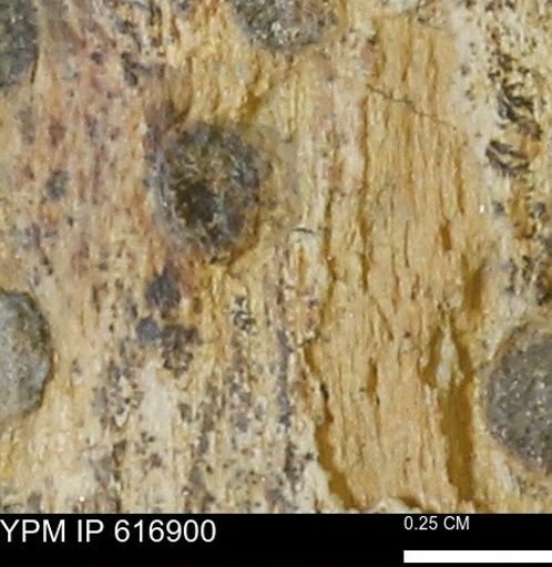 Teredo sp.