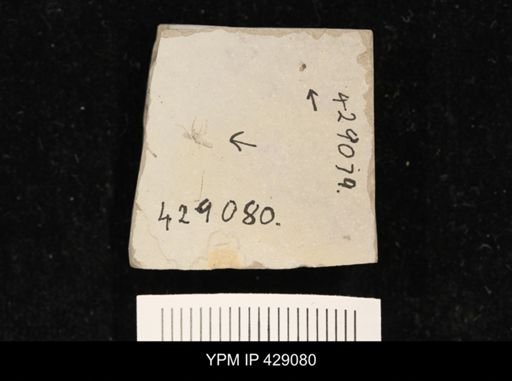 undet. Diptera