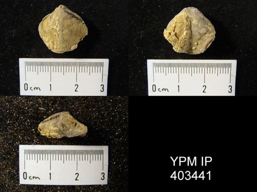 Composita trinuclea