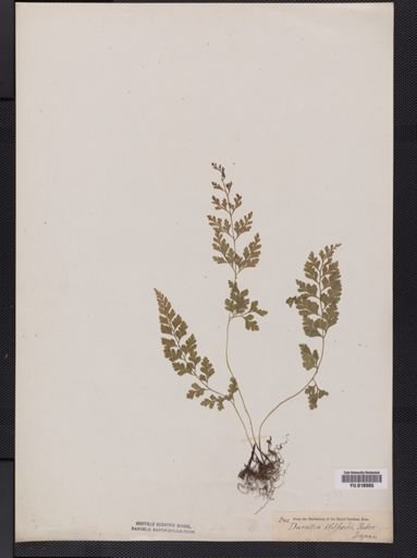 Microlepia