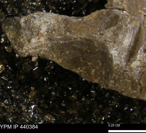 Protocardia subquadrata