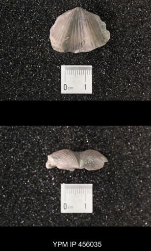 Platystrophia reversata