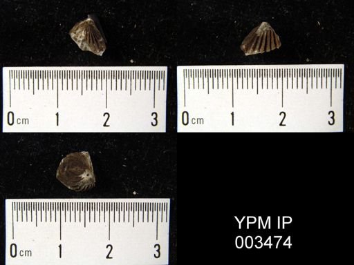 Hustedia mormoni