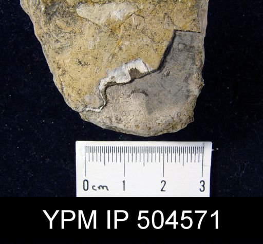 Strophodonta sp.