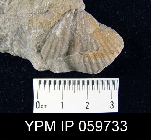 Spirifer worthenanus