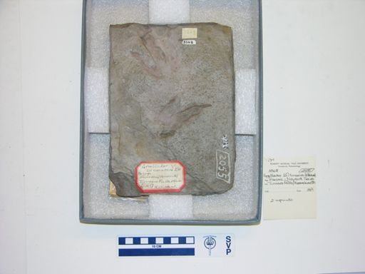 Grallator cursorius