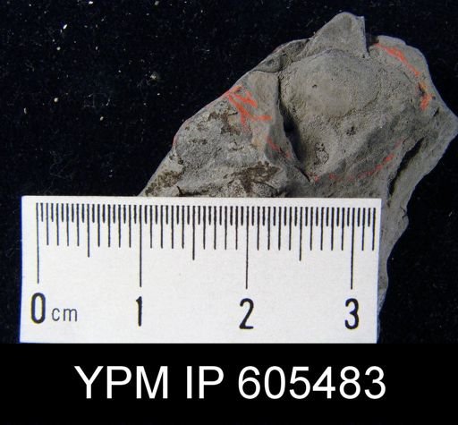 Syntrophina sp.