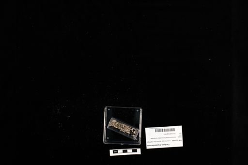 Cordylus tropidosternum
