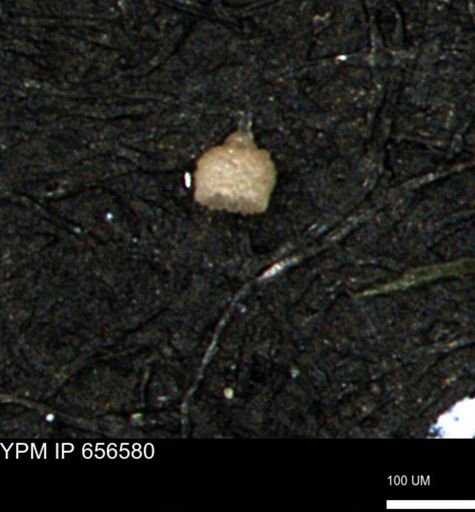 Clathrocyclas (Clathrocyclas) irrasa