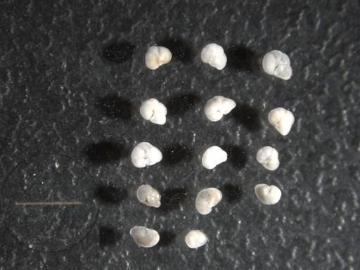 Globorotalia tumida