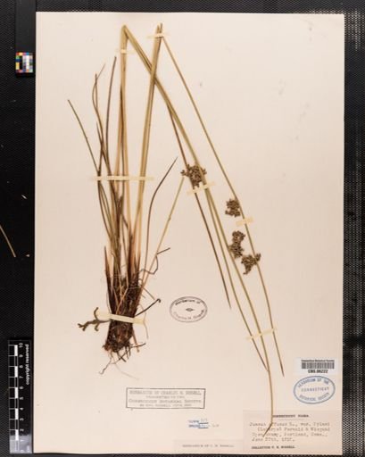Plantae