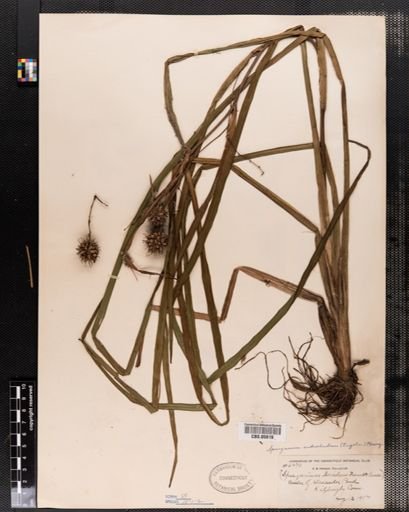 Sparganium androcladum