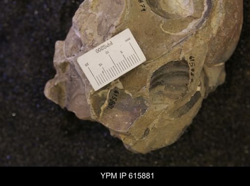 Inoceramus sp.