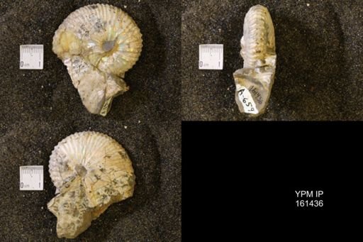Jeletzkytes nebrascensis