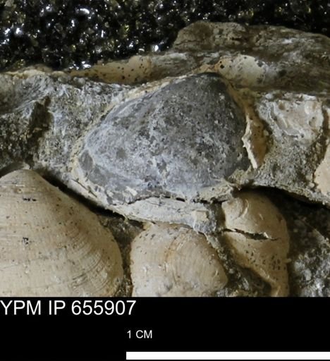 Limopsis striatopunctatus