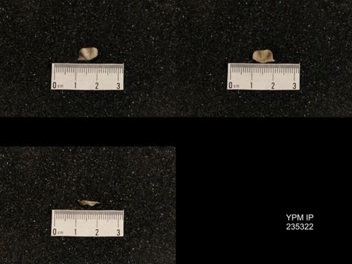Lissochonetes geinitzianus var. geronticus