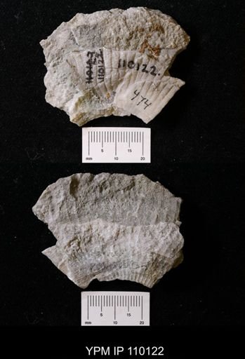 Chonophyllum canadense