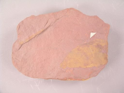 Hymenaea dakotana