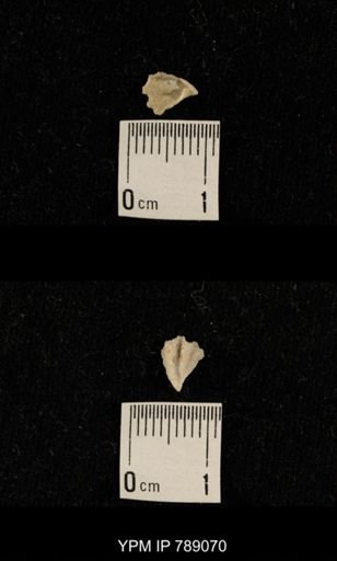 undet. Brachiopoda