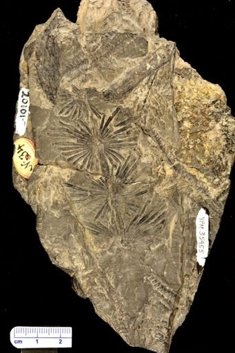 Annularia stellata