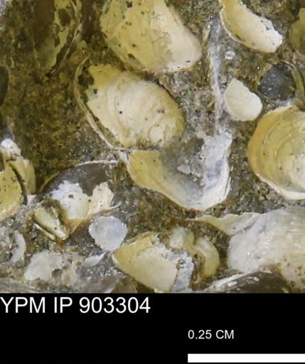 undet. Bivalvia